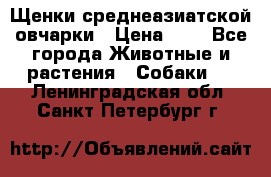 Щенки среднеазиатской овчарки › Цена ­ 1 - Все города Животные и растения » Собаки   . Ленинградская обл.,Санкт-Петербург г.